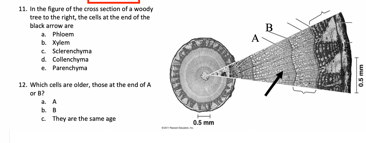 11. In the figure of the cross section of a woody
tree to the right, the cells at the end of the
black arrow are
a. Phloem
b. Xylem
c. Sclerenchyma
d. Collenchyma
e. Parenchyma
12. Which cells are older, those at the end of A
or B?
a.
A
b. B
c.
They are the same age
0.5 mm
2011 Pearson Education, Inc.
A
B
0.5 mm