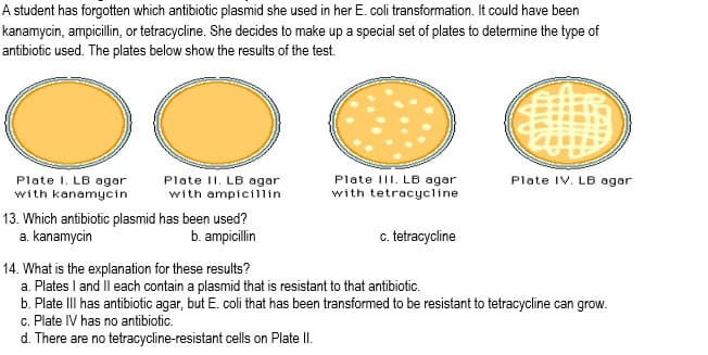 A student has forgotten which antibiotic plasmid she used in her E. coli transformation. It could have been
kanamycin, ampicillin, or tetracycline. She decides to make up a special set of plates to determine the type of
antibiotic used. The plates below show the results of the test.
Plate IV. LB agar
Plate I. LB agar
with kanamycin
Plate II. LB agar
with ampicillin
Plate III. LB agar
with tetracycline
13. Which antibiotic plasmid has been used?
a. kanamycin
c. tetracycline
b. ampicillin
14. What is the explanation for these results?
a. Plates I and Il each contain a plasmid that is resistant to that antibiotic.
b. Plate III has antibiotic agar, but E. coli that has been transformed to be resistant to tetracycline can grow.
c. Plate IV has no antibiotic.
d. There are no tetracycline-resistant cells on Plate II.
