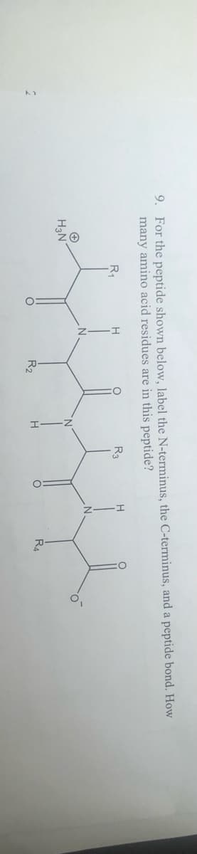 2
9. For the peptide shown below, label the N-terminus, the C-terminus, and a peptide bond. How
many amino acid residues are in this peptide?
R₁
H3N
H
N
R₂
N
H
R3
Fo
H
R4
1=
o