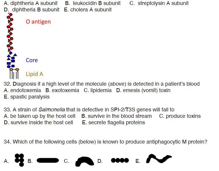 A. diphtheria A subunit
D. diphtheria B subunit
O antigen
Core
Lipid A
32. Diagnosis if a high level of the molecule (above) is detected in a patient's blood
A. endotoxemia B. exotoxemia C. lipidemia D. emesis (vomit) toxin
E. spastic paralysis
B. leukocidin B subunit C. streptolysin A subunit
E. cholera A subunit
33. A strain of Salmonella that is defective in SPI-2/T3S genes will fail to
A. be taken up by the host cell
D. survive inside the host cell
A.
34. Which of the following cells (below) is known to produce antiphagocytic M protein?
B.
B. survive in the blood stream C. produce toxins
E. secrete flagella proteins
C.
D. ●●●● E.