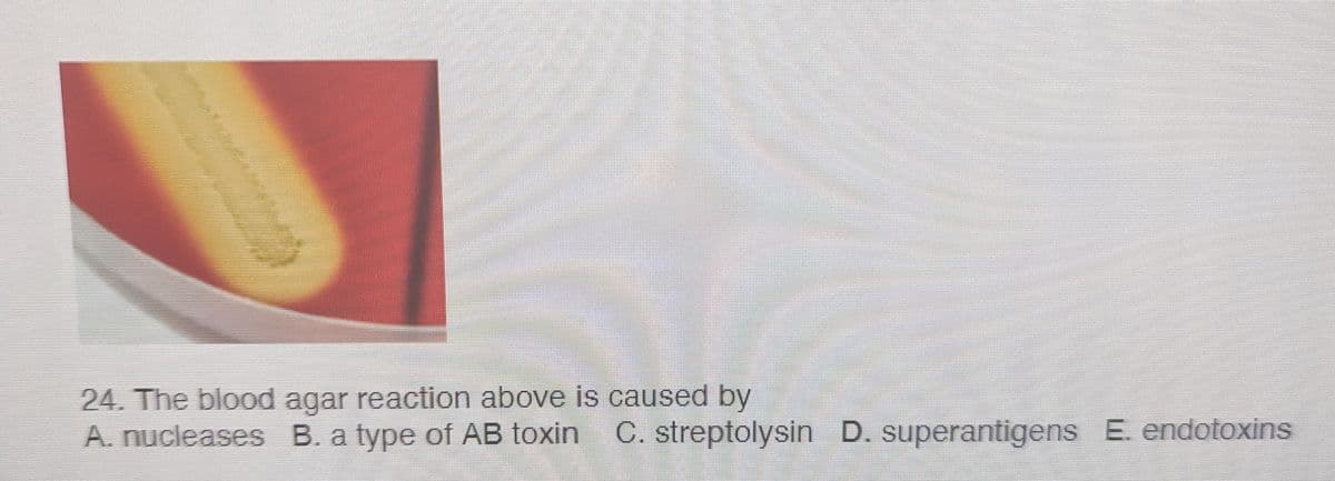 24. The blood agar reaction above is caused by
A. nucleases B. a type of AB toxin C. streptolysin D. superantigens E. endotoxins