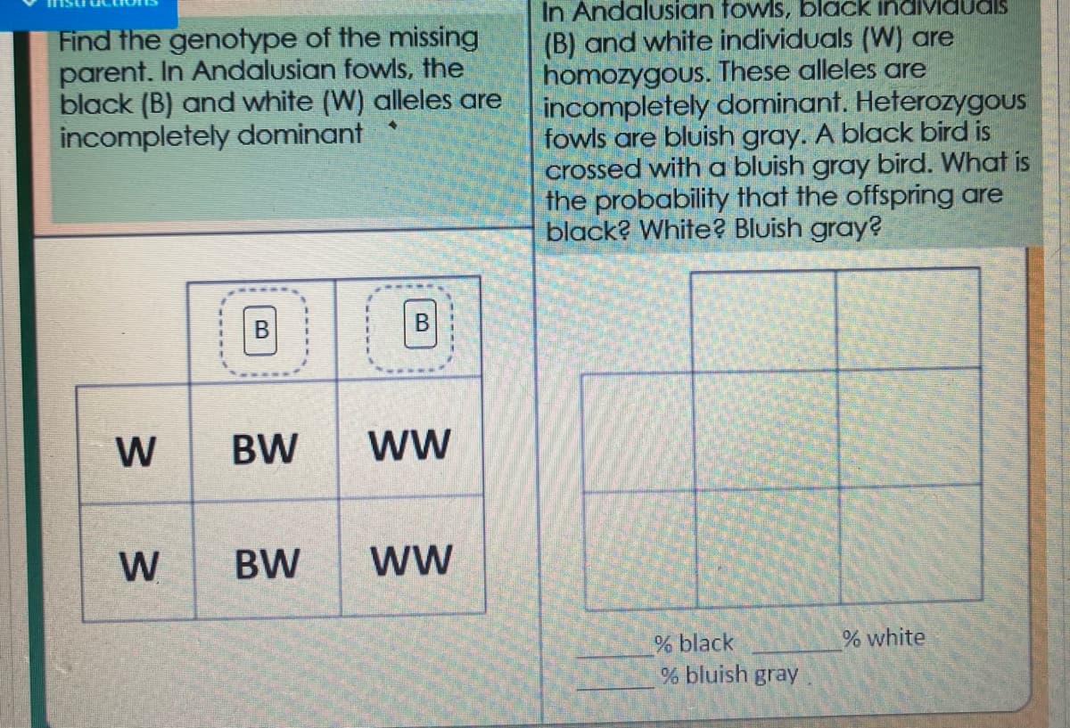 Find the genotype of the missing
parent. In Andalusian fowls, the
black (B) and white (W) alleles are
incompletely dominant
In Andalusian fowls, black individudls
(B) and white individuals (W) are
homozygous. These alleles are
incompletely dominant. Heterozygous
fowls are bluish gray. A black bird is
crossed with a bluish gray bird. What is
the probability that the offspring are
black? White? Bluish gray?
В
W
BW
ww
W
BW
ww
% white
% black
% bluish gray
B.
B.
