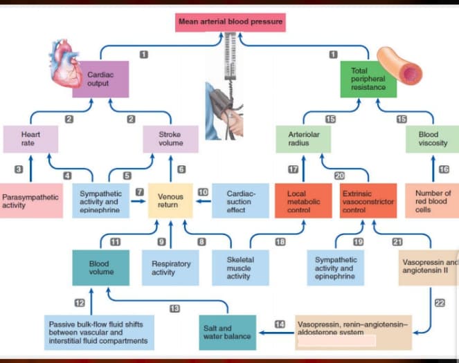 Mean arterial blood pressure
Cardiac
output
Total
peripheral
resistance
15
Heart
rate
Arteriolar
radius
Stroke
Blood
volume
viscosity
17
16
20
10
Parasympathetic
activity
Sympathetic
activity and
epinephrine
Venous
return
Cardiac-
suction
affact
Local
metabolic
control
Extrinsic
vasoconstrictor
Number of
red blood
colls
control
18
19
Skeletal
Blood
volume
Respiratory
activity
Sympathetic
activity and
opinephrine
Vasopressin and
angiotensin II
muscle
activity
12
22
13
Passive bulk-flow fluid shifts
between vascular and
interstitial fluid compartments
Salt and
water balance
14 Vasopressin, renin-angiotensin-
aldosterone svstem
