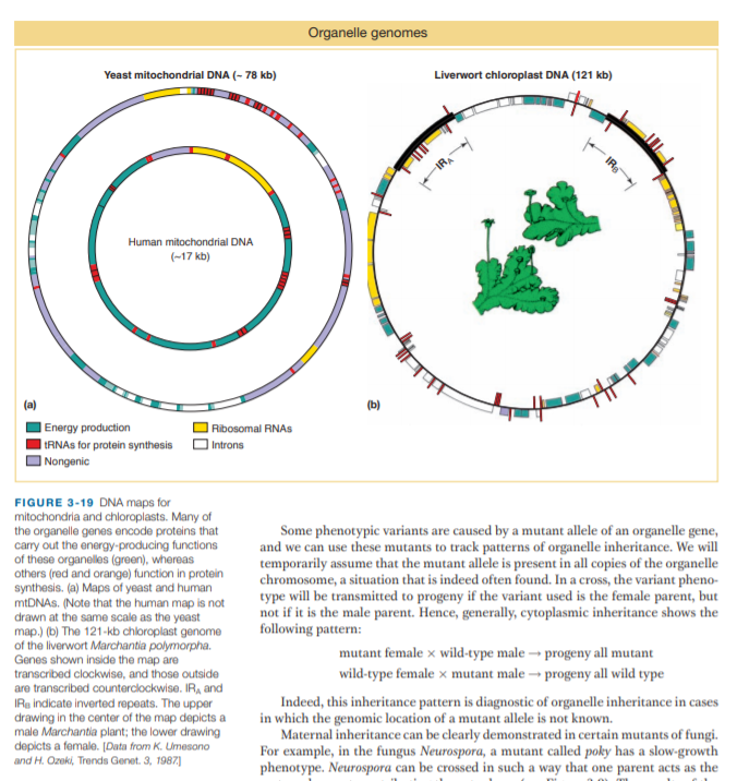 Organelle genomes
Yeast mitochondrial DNA (- 78 kb)
Liverwort chloroplast DNA (121 kb)
Human mitochondrial DNA
(-17 kb)
(a)
(b)
|Energy production
IIRNAS for protein synthesis
Ribosomal RNAS
Introns
I Nongenic
FIGURE 3-19 DNA maps for
mitochondria and chloroplasts. Many of
the organelle genes encode proteins that
carry out the energy-producing functions
of these organelles (green), whereas
others (red and orange) function in protein
synthesis. (a) Maps of yeast and human
Some phenotypic variants are caused by a mutant allele of an organelle gene,
and we can use these mutants to track patterns of organelle inheritance. We will
temporarily assume that the mutant allele is present in all copies of the organelle
chromosome, a situation that is indeed often found. In a cross, the variant pheno-
type will be transmitted to progeny if the variant used is the female parent, but
not if it is the male parent. Hence, generally, cytoplasmic inheritance shows the
following pattern:
mtDNAs. (Note that the human map is not
drawn at the same scale as the yeast
map.) (b) The 121-kb chloroplast genome
of the liverwort Marchantia polymorpha.
Genes shown inside the map are
transcribed clockwise, and those outside
are transcribed counterclockwise. IR, and
IRa indicate inverted repeats. The upper
drawing in the center of the map depicts a
male Marchantia plant; the lower drawing
depicts a female. [Data from K. Umesono
and H. Ozeki, Trends Genet. 3, 1987]
mutant female x wild-type male → progeny all mutant
wild-type female x mutant male → progeny all wild type
Indeed, this inheritance pattern is diagnostic of organelle inheritance in case
in which the genomic location of a mutant allele is not known.
Maternal inheritance can be clearly demonstrated in certain mutants of fungi.
For example, in the fungus Neurospora, a mutant called poky has a slow-growth
phenotype. Neurospora can be crossed in such a way that one parent acts as the
