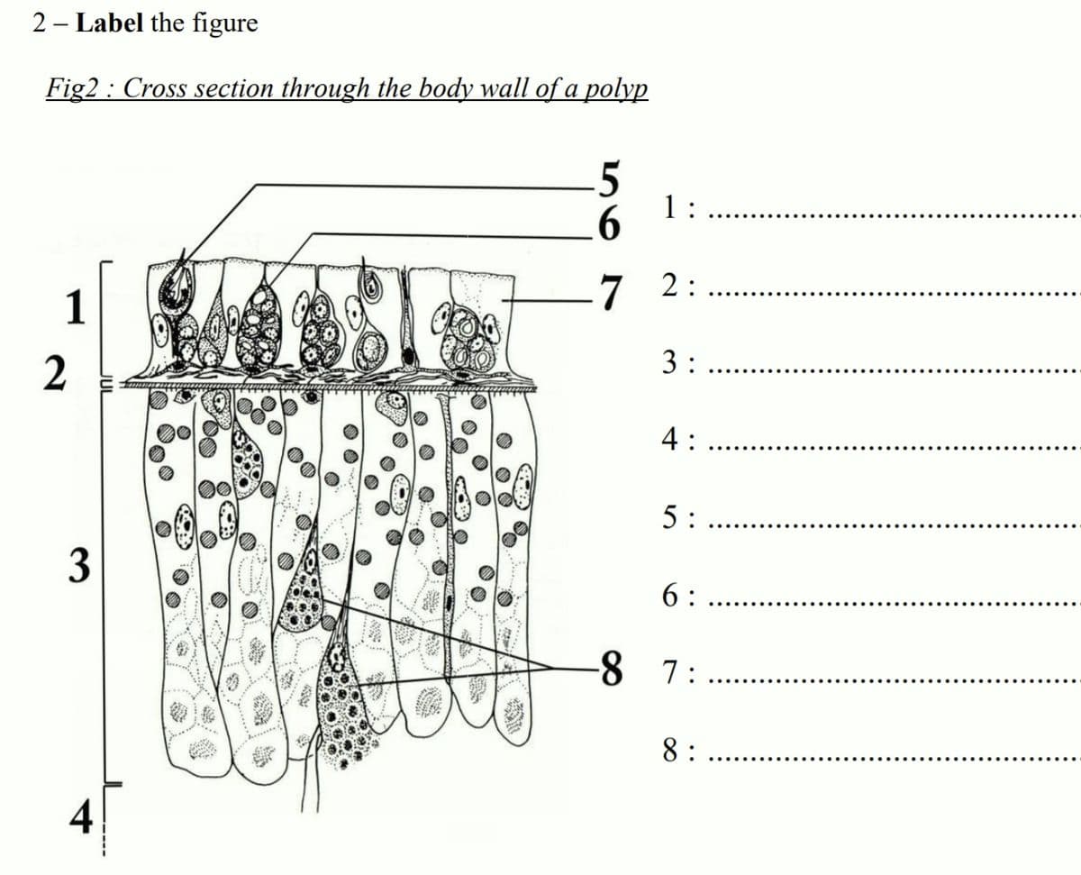 2 - Label the figure
Fig2 : Cross section through the body wall of a polyp
.5
1:
1
7 2:
3:
2
4 :
5:
3
6 :
-8 7:
8 :
..... ......
4
