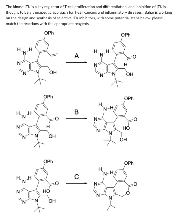 The kinase ITK is a key regulator of T-cell proliferation and differentiation, and inhibition of ITK is
thought to be a therapeutic approach for T-cell cancers and inflammatory diseases. Bahar is working
on the design and synthesis of selective ITK inhibitors, with some potential steps below. please
match the reactions with the appropriate reagents.
OPh
OPh
H H
A
HH
`N'
Он
N'
OH
OPh
OPh
H.
`N-H,
HH
B
N
H
НО
'N'
OH
ÓH
OPh
OPh
H.
'N-H
HH
N
но
'N-
OH
