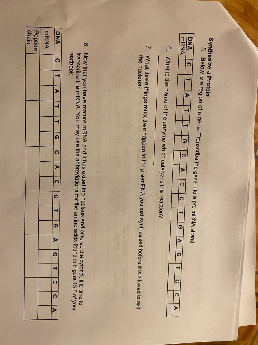 Synthesize a Protein
5. Below is a region of a gene. Transcribe the gene into a pre-mRNA strand.
DNA
MRNA
G
C
C
G
T
A
6. What is the name of the enzyme which catalyzes this reaction?
7. What three things must then happen to the pre-MRNA you just synthesized before it is allowed to exit
the nucleus?
8. Now that you have mature mRNA and it has exited the nucleus and entered the cytosol, it is time to
transcribe the mRNA. You may use the abbreviations for the amino acids found in Figure 15.8 of your
textbook
DNA
C
A
G
C
A
C
C
T.
G
A
G
C
C
A
MRNA
Peptide
chain
