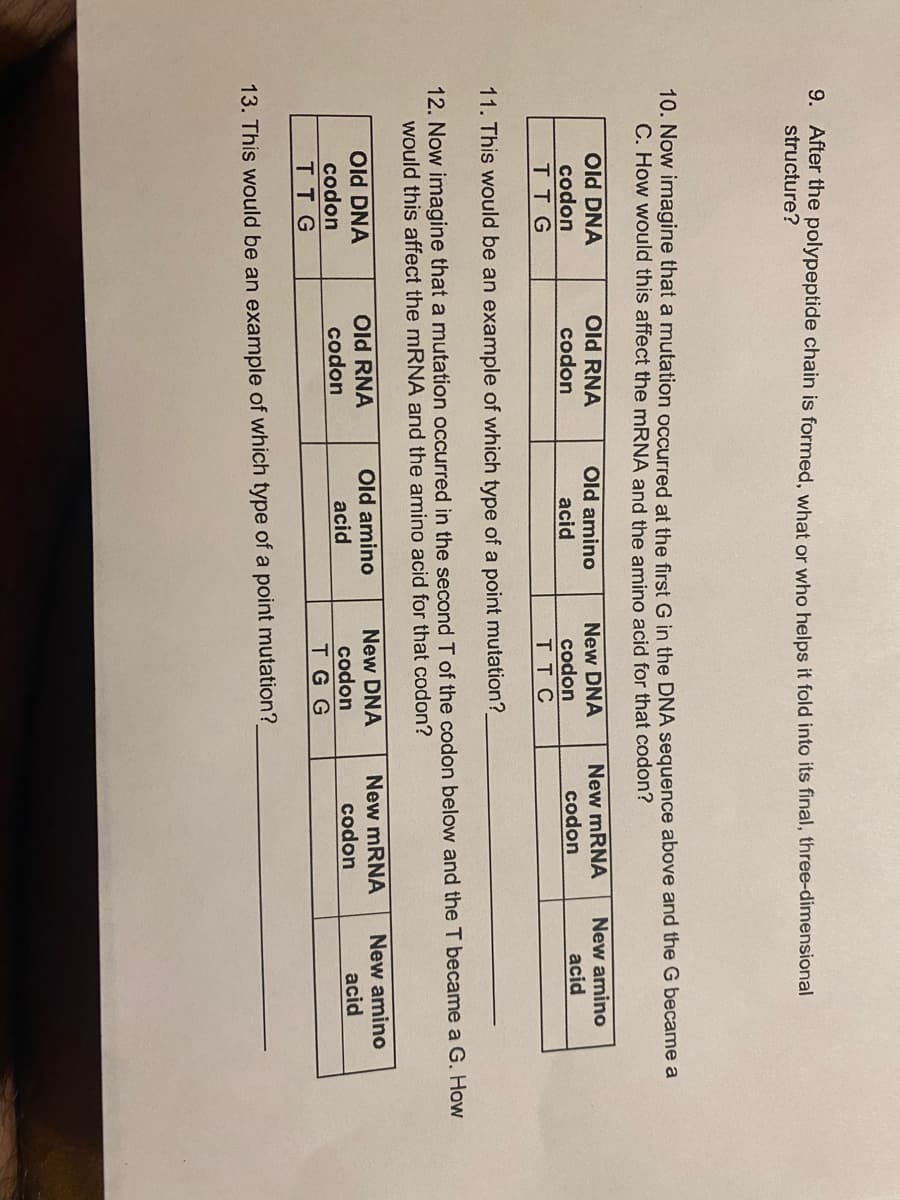 9. After the polypeptide chain is formed, what or who helps it fold into its final, three-dimensional
structure?
10. Now imagine that a mutation occurred at the first G in the DNA sequence above and the G became a
C. How would this affect the MRNA and the amino acid for that codon?
Old RNA
Old DNA
codon
TTG
New mRNA
codon
New amino
acid
Old amino
New DNA
codon
codon
TT C
acid
11. This would be an example of which type of a point mutation?
12. Now imagine that a mutation occurred in the second T of the codon below and the T became a G. How
would this affect the mRNA and the amino acid for that codon?
Old amino
acid
New mRNA
New amino
Old DNA
codon
тTG
Old RNA
codon
New DNA
codon
T G G
codon
acid
13. This would be an example of which type of a point mutation?
