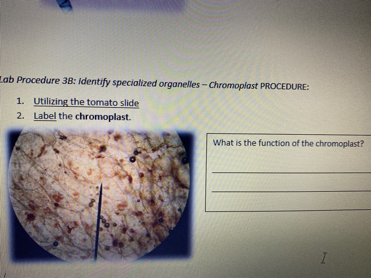 Lab Procedure 3B: Identify specialized organelles - Chromoplast PROCEDURE:
1. Utilizing the tomato slide
2. Label the chromoplast.
What is the function of the chromoplast?
