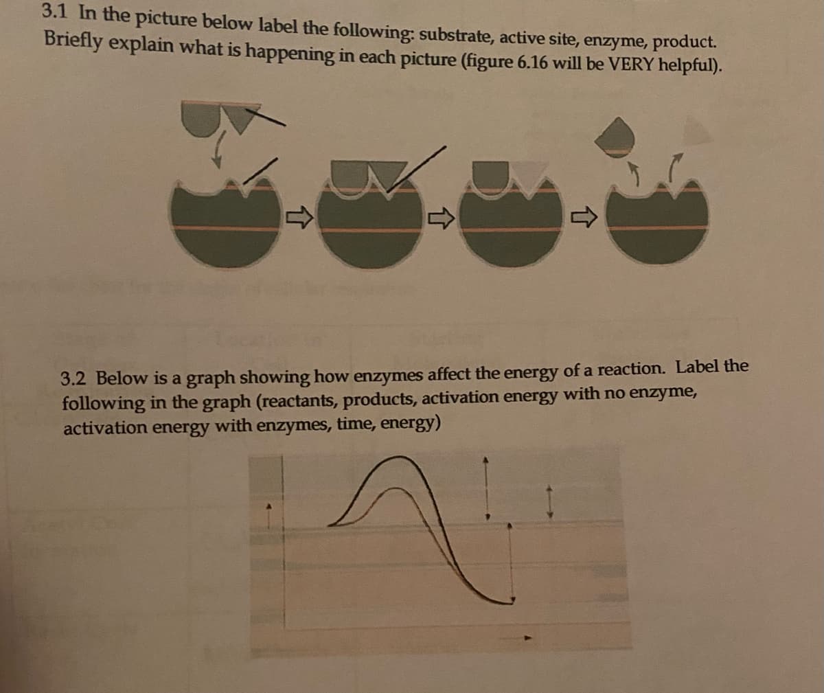 3.1 In the picture below label the following: substrate, active site, enzyme, product.
Briefly explain what is happening in each picture (figure 6.16 will be VERY helpful).
3.2 Below is a graph showing how enzymes affect the energy of a reaction. Label the
following in the graph (reactants, products, activation energy with no enzyme,
activation energy
with
enzymes, time, energy)
