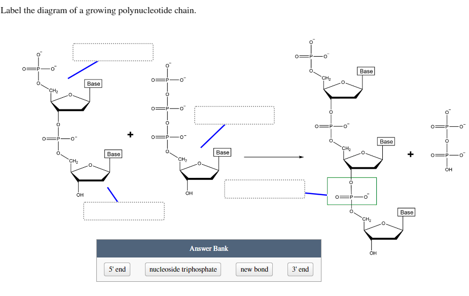 Label the diagram of a growing polynucleotide chain.
CH₂
CH₂
OH
Base
Base
5' end
CH₂
OH
Base
Answer Bank
nucleoside triphosphate
new bond
3' end
CH₂
0=P-o
CH₂
Base
O
-o
CH₂
OH
Base
+
Base
OH