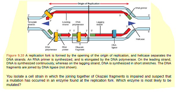 Origin of Replication
RNA primer
5'
5'
femplate
strands
Leading
strand
DNA
Lagging
strand
polymerase
3 5'
5'
3'
5
Helicase
DNA
Okazaki
fragment
DNA
RNA
ligase
palymerase
primer
Figure 9.10 A replication fork is formed by the opening of the origin of replication, and helicase separates the
DNA strands. An RNA primer is synthesized, and is elongated by the DNA polymerase. On the leading strand,
DNA is synthesized continuously, whereas on the lagging strand, DNA is synthesized in short stretches. The DNA
fragments are joined by DNA ligase (not shown).
You isolate a cell strain in which the joining together of Okazaki fragments is impaired and suspect that
a mutation has occurred in an enzyme found at the replication fork. Which enzyme is most likely to be
mutated?
