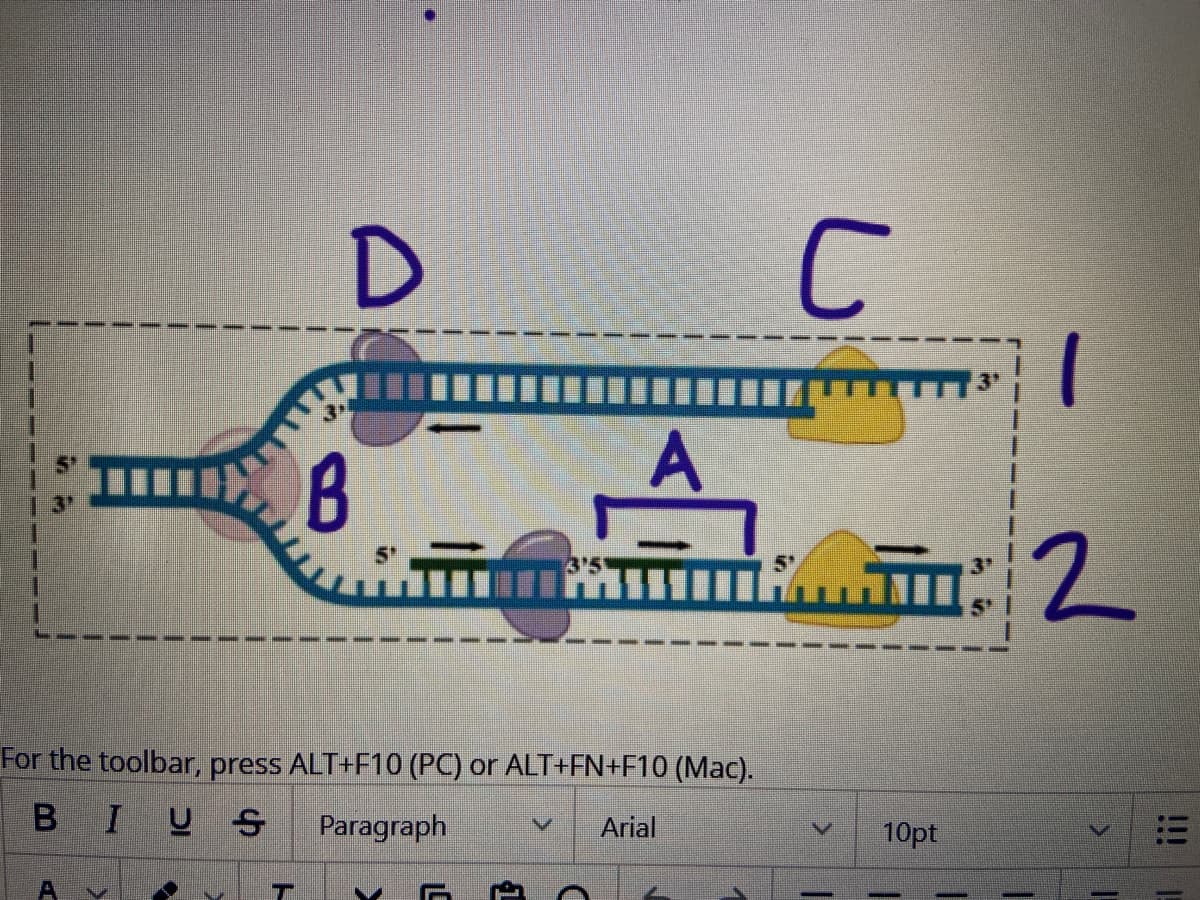 A
D
77
B
For the toolbar, press ALT+F10 (PC) or ALT+FN+F10 (Mac).
BIUS Paragraph
M
C
A
T
V Arial
C
10pt
2
T
I
!!!