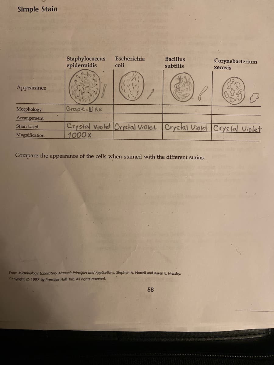 Simple Stain
Appearance
Morphology
Arrangement
Stain Used
Magnification
Staphylococcus Escherichia
epidermidis coli
150
Grape-Like
Crystal Violet Crystal Violet
1000x
Bacillus
subtilis
Compare the appearance of the cells when stained with the different stains.
58
From Microbiology Laboratory Manual: Principles and Applications, Stephen A. Norrell and Karen E. Messley,
Copyright © 1997 by Prentice-Hall, Inc. All rights reserved.
Corynebacterium
Crystal Violet Crystal Violet
xerosis