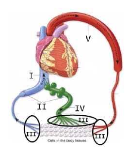 I-
II
IV
III
III e
III
Cels in the body tissues
