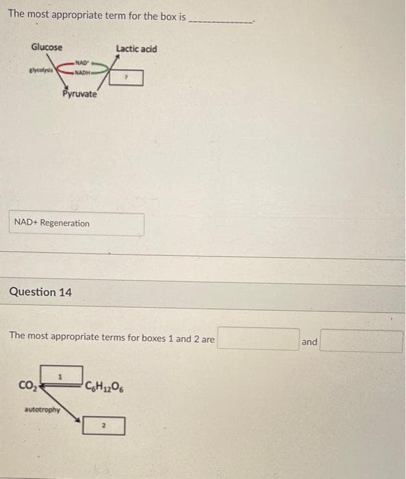 The most appropriate term for the box is
Glucose
slycolysis
Question 14
NAD+ Regeneration
CO₂
NAD
NADH-
*
Pyruvate
autotrophy
Lactic acid
The most appropriate terms for boxes 1 and 2 are
C6H12O6
and