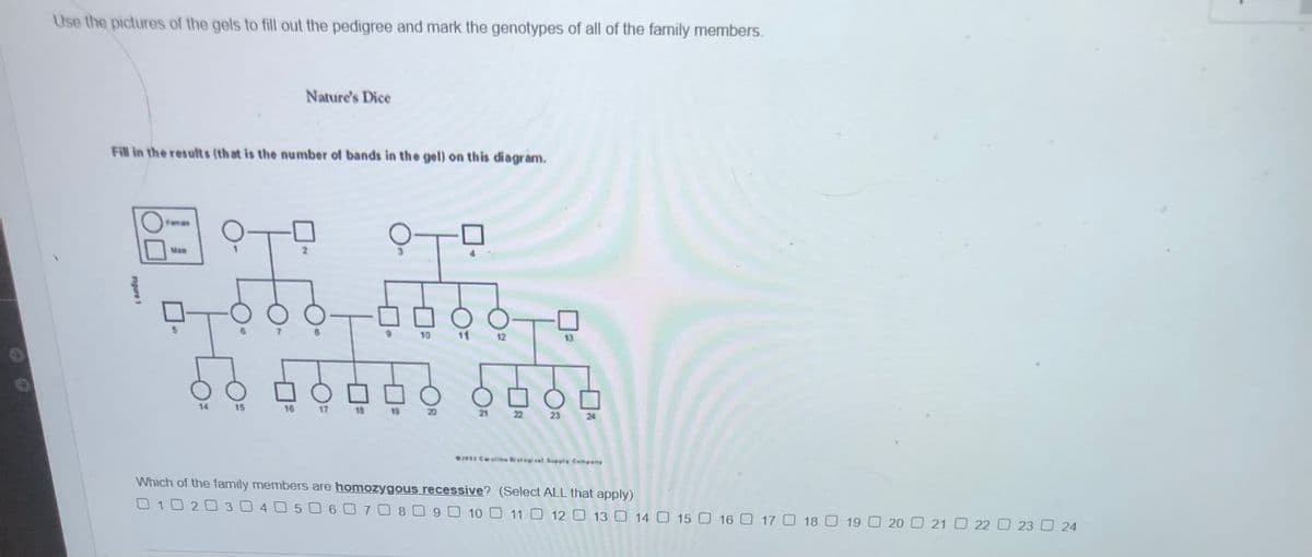 Use the pictures of the gels to fill out the pedigree and mark the genotypes of all of the family members.
Nature's Dice
Fill in the result s (th at is the number of bands in the gel) on this diagram.
Fanae
Man
10
11
12
13
14
15
16
17 18 19
20
21
22
23
24
Ce etins ielegical Sely Company
Which of the family members are homozygous recessive? (Select ALL that apply)
O 1020 3 040506070 8 09 0 10 O 11 0 12 O 13 14 O 15 16 17 18 0 19 O 20 0 21 22 0 23 O 24
igure 1
