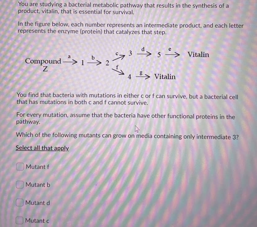 You are studying a bacterial metabolic pathway that results in the synthesis of a
product, vitalin, that is essential for survival.
In the figure below, each number represents an intermediate product, and each letter
represents the enzyme (protein) that catalyzes that step.
3 >5'> Vitalin
a
Compound -"> 1 –
Z.
4 > Vitalin
You find that bacteria with mutations in either c or f can survive, but a bacterial cell
that has mutations in both c and f cannot survive.
For every mutation, assume that the bacteria have other functional proteins in the
pathway.
Which of the following mutants can grow on media containing only intermediate 3?
Select all that apply
Mutant f
Mutant b
Mutant d
Mutant c
