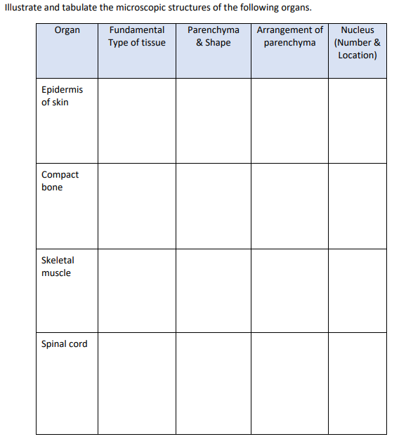 Illustrate and tabulate the microscopic structures of the following organs.
Organ
Fundamental
Type of tissue
Parenchyma
& Shape
Epidermis
of skin
Compact
bone
Skeletal
muscle
Spinal cord
Arrangement of
parenchyma
Nucleus
(Number &
Location)