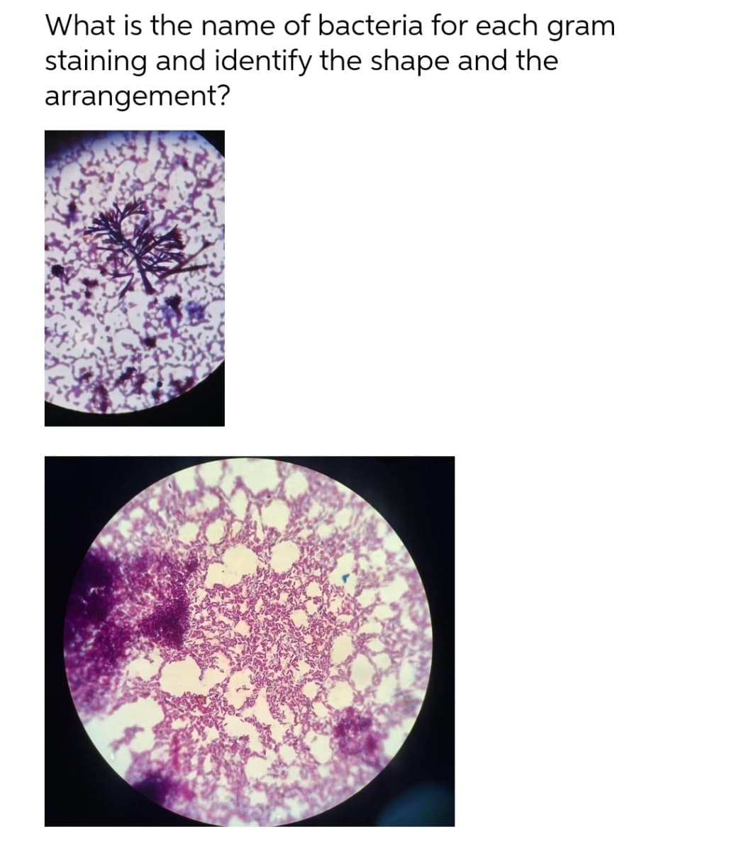 What is the name of bacteria for each gram
staining and identify the shape and the
arrangement?
