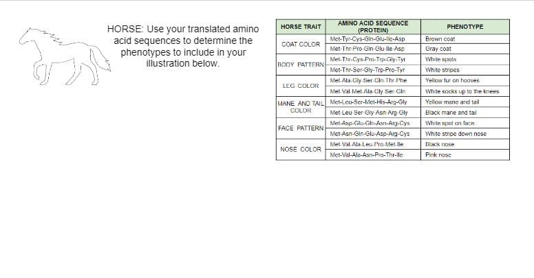 AMINO ACID SEQUENCE
(PROTEIN)
Met-Tyr-Cys-Gin-Glu-le-Asp
HORSE TRAIT
PHENOTYPE
HORSE: Use your translated amino
acid sequences to determine the
phenotypes to include in your
illustration below.
Brown coat
COAT COLOR
Met-Thr-Pro-Gin-Glu-lle-Asp
Сray cost
Met-Thr-Cys-Pra-Trp-Gly-Tyr
While spots
BODY PATTERN
Met-Thr-Ser-Gly-Trp-Pro-Tyr
White stripes
Met-Ala-Gly-Ser-Gin-Thr-Phe
Yellow fur on hoaves
LEG COLOR
Met-Val-Met-Ala Gly Ser Gin
White socks up to the knees
MANE AND TAIL Met-Leu-Scr-Met-His-Arg-Gly
COLOR
Yellow mane and tail
Met-Leu Ser-Gly Asn Arg Gly
Black mane and tail
Met-Asp-Glu-Gin-Asn-Arg-Cys
Met-Asn-Gin-Glu-Asp-Arg-Cys
White spot on face
FACE PATTERN
White stripe down nose
Met-Val-Ala-Leu-Pro-Met-lle
Black nose
NOSE COLOR
Met-Val-Ala-Asn-Pro-Thr-lle
Pink nosc
