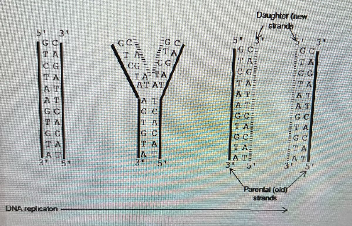 81
GC
DETSK
AT
DNA replicaton
Daughter (new
GC=
EG C
ETA
CG
TATA
ETA
ATAT
YO
AT
TA
GC
strands
Parental (old)
strands
…………………………………
TA
GC
ΤΑ
ΤΑ