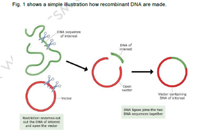 Fig. 1 shows a simple
DNA sequance
of interest
DNA of
interest
Open
vector
Vector containing
DNA of interest
-Vector
DNA ligana joina the two
DNA sequences together
Rastriction enzymes cut
out the DNA of interest
and open the vector
