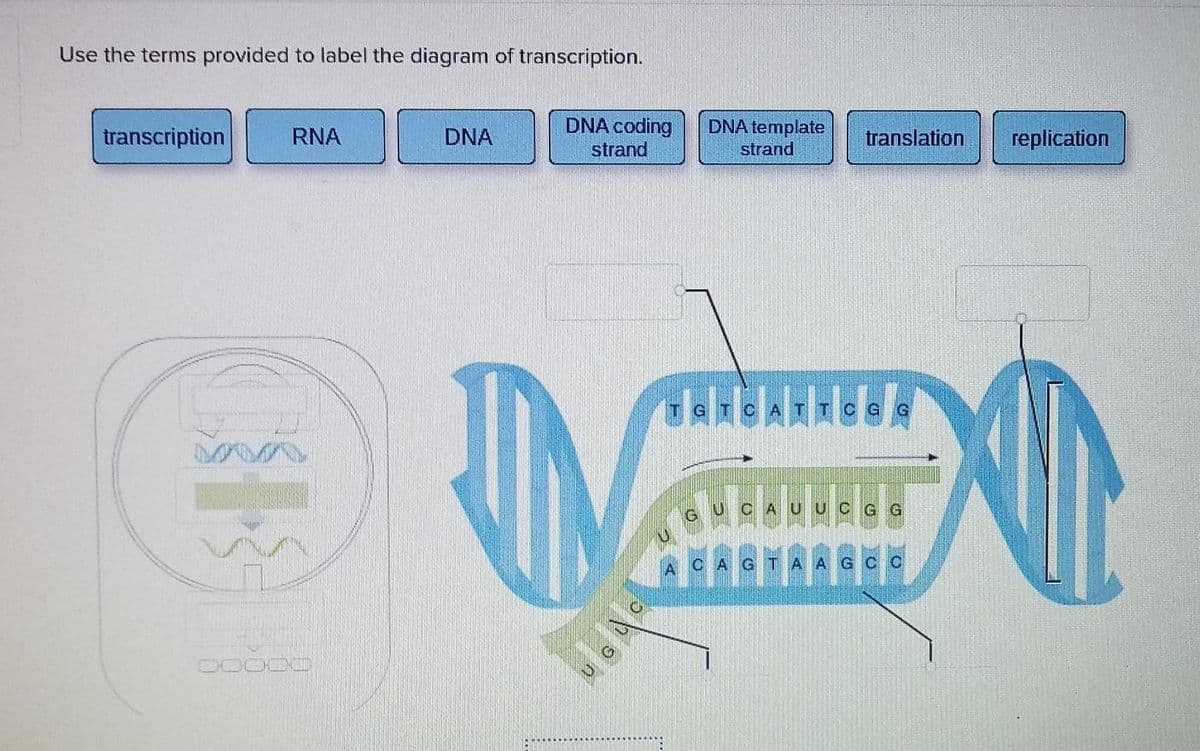 Use the terms provided to label the diagram of transcription.
transcription
RNA
DOOOD
DNA
DNA coding
strand
DNA template
strand
M
translation replication
TGTCATTCG G
NUN CAUUCGG
CAGTAAGCC