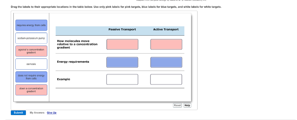 Drag the labels to their appropriate locations in the table below. Use only pink labels for pink targets, blue labels for blue targets, and white labels for white targets.
requires energy from cells
sodium-potassium pump
against a concentration
gradient
osmosis
does not require energy
from cells
down a concentration
gradient
Submit
My Answers Give Up
How molecules move
relative to a concentration
gradient
Energy requirements
Example
Passive Transport
Active Transport
Reset Help