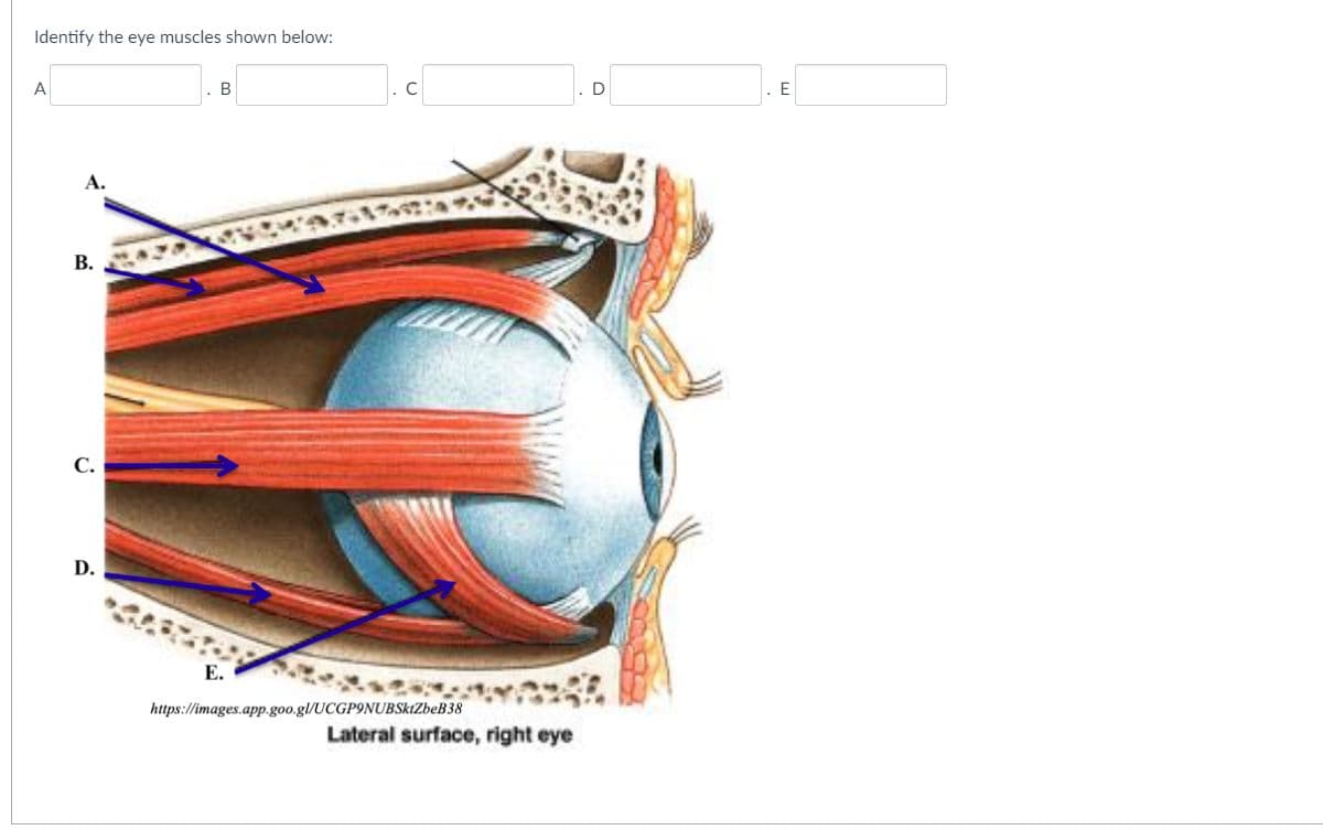 Identify the eye muscles shown below:
A
D
А.
В.
С.
D.
Е.
https://images.app.goo.gl/UCGP9NUBSktZbeB38
Lateral surface, right eye
