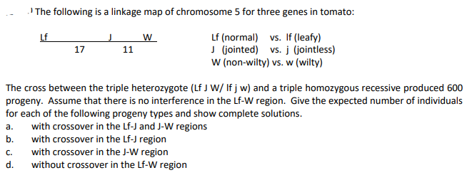 I The following is a linkage map of chromosome 5 for three genes in tomato:
Lf
Lf (normal) vs. If (leafy)
J (jointed) vs. j (jointless)
W (non-wilty) vs. w (wilty)
17
11
The cross between the triple heterozygote (Lf J W/ If j w) and a triple homozygous recessive produced 600
progeny. Assume that there is no interference in the Lf-W region. Give the expected number of individuals
for each of the following progeny types and show complete solutions.
with crossover in the Lf-J and J-W regions
with crossover in the Lf-J region
with crossover in the J-W region
without crossover in the Lf-W region
а.
b.
С.
