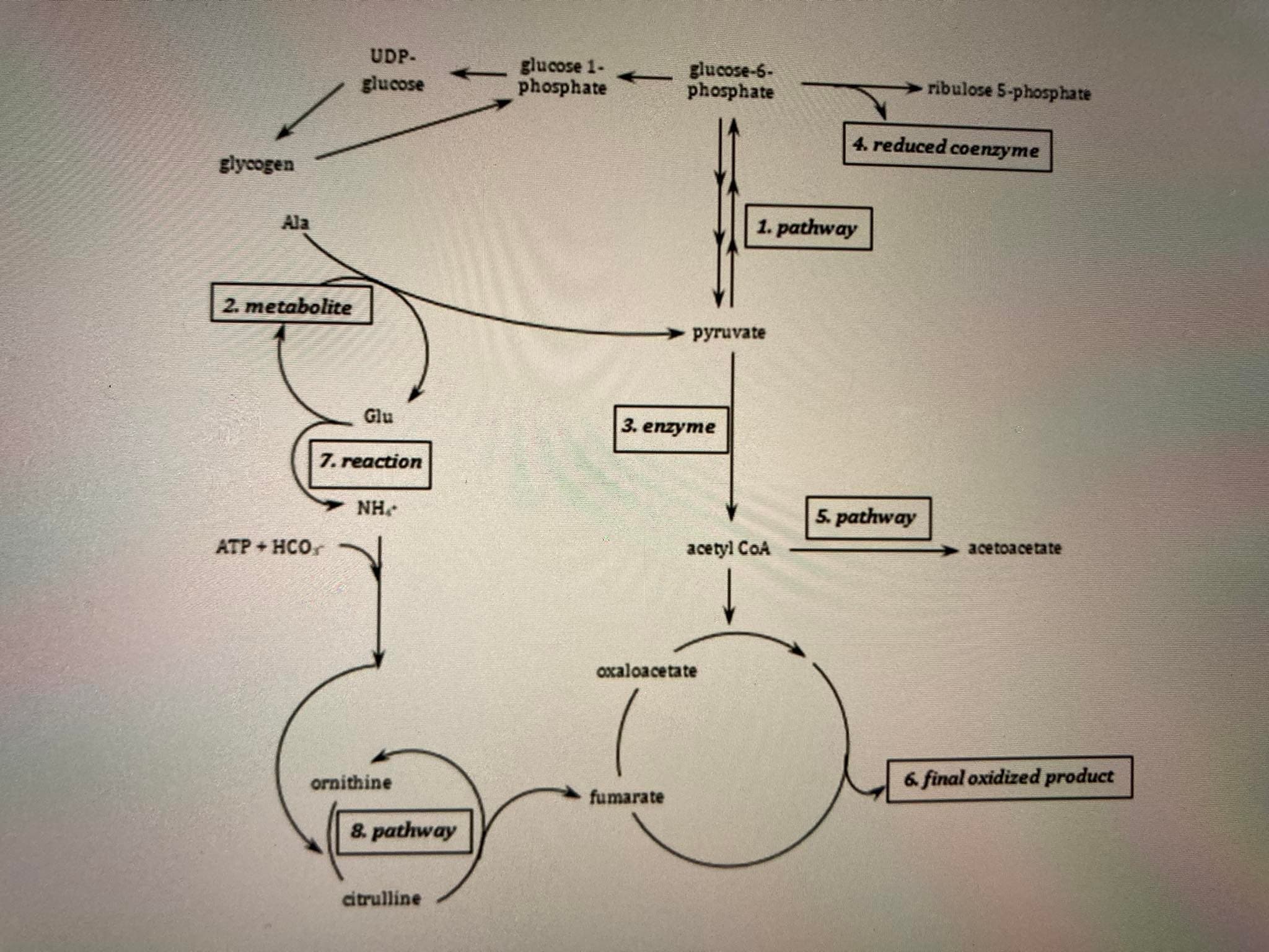 UDP-
glucose 1-
phosphate
glucose-6-
phosphate
人
ribulose 5-phosphate
glucose
4. reduced coenzyme
glycogen
Ala
1. pathway
2. metabolite
рyruvate
Glu
3. enzуте
7. reaction
NH
5. pathway
ATP HCO
acetyl CoA
acetoacetate
oxaloacetate
6. final oxidized product
ornithine
fumarate
8. pathway
citrulline
