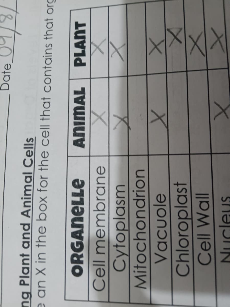 ng Plant and Animal Cells
e an X in the box for the cell that contains that org
PLANT
ORGANELLE
Cell membrane
Cytoplasm
Mitochondrion
Vacuole
Chloroplast
Cell Wall
Jucleus
Date
ANIMAL
X
X
x
x
x
X
슷