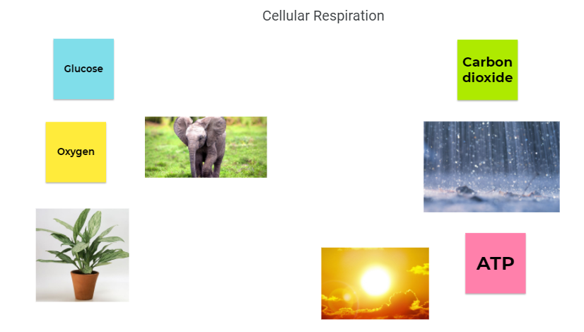 Cellular Respiration
Carbon
Glucose
dioxide
Oxygen
ATP
