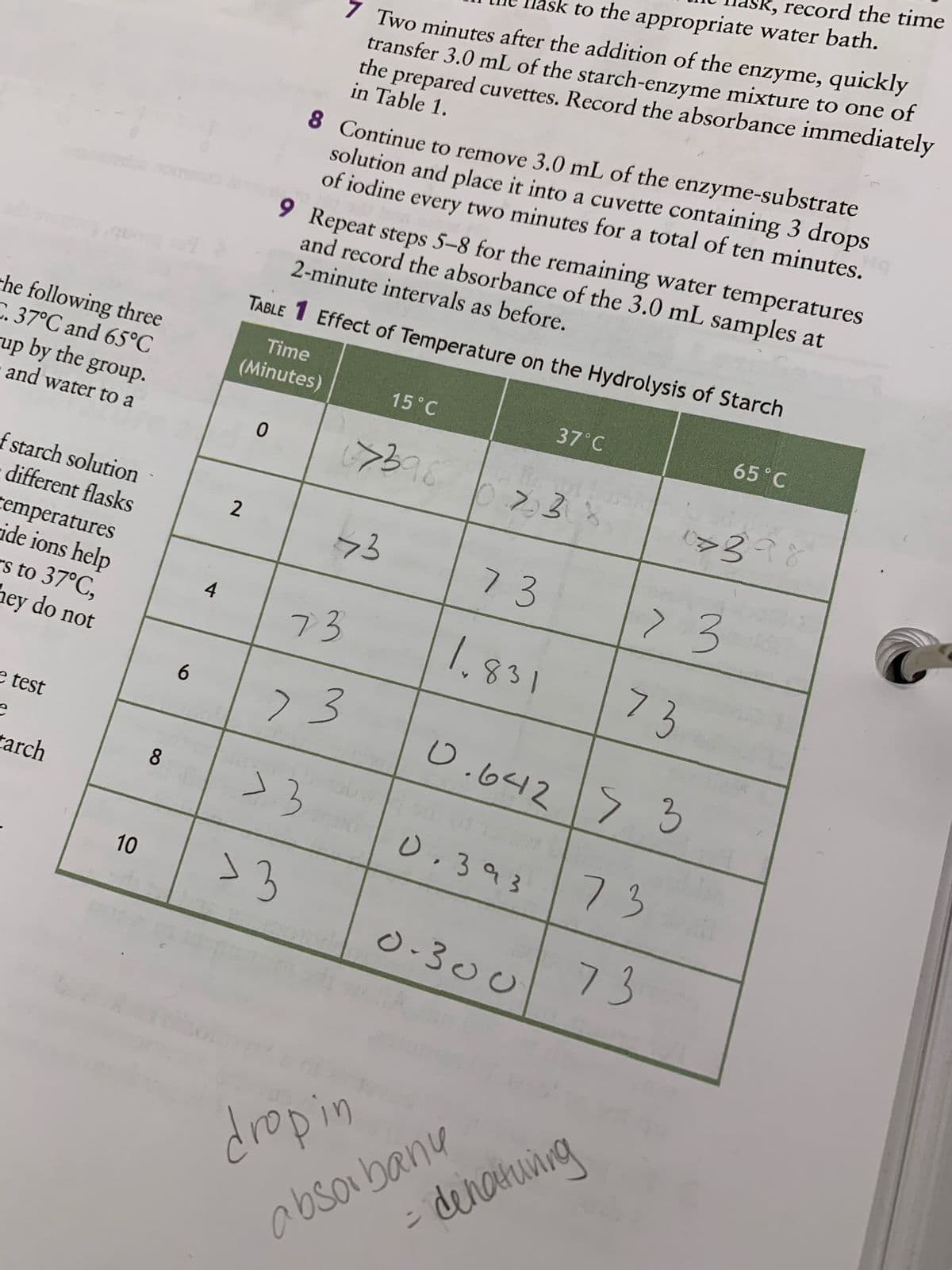 the following three
C. 37°C and 65°C
up by the group.
and water to a
of starch solution
different flasks
temperatures
ide ions help
s to 37°C,
hey do not
e test
e
tarch
10
6
8
2
record the time
sk to the appropriate water bath.
7 Two minutes after the addition of the enzyme, quickly
transfer 3.0 mL of the starch-enzyme mixture to one of
the prepared cuvettes. Record the absorbance immediately
in Table 1.
8 Continue to remove 3.0 mL of the enzyme-substrate
solution and place it into a cuvette containing 3 drops
of iodine every two minutes for a total of ten minutes.
2-minute intervals as before.
9 Repeat steps 5-8 for the remaining water temperatures
and record the absorbance of the 3.0 mL samples at
Effect of Temperature on the Hydrolysis of Starch
TABLE
Time
(Minutes)
15 ˚C
37°C
65 °C
0
67398238
0> 398
73
73
7
> 3
1.831
73
0.642 3
0.393
73
0.300
73
73
>3
>3
dropin
absorbany
- denaturing
73