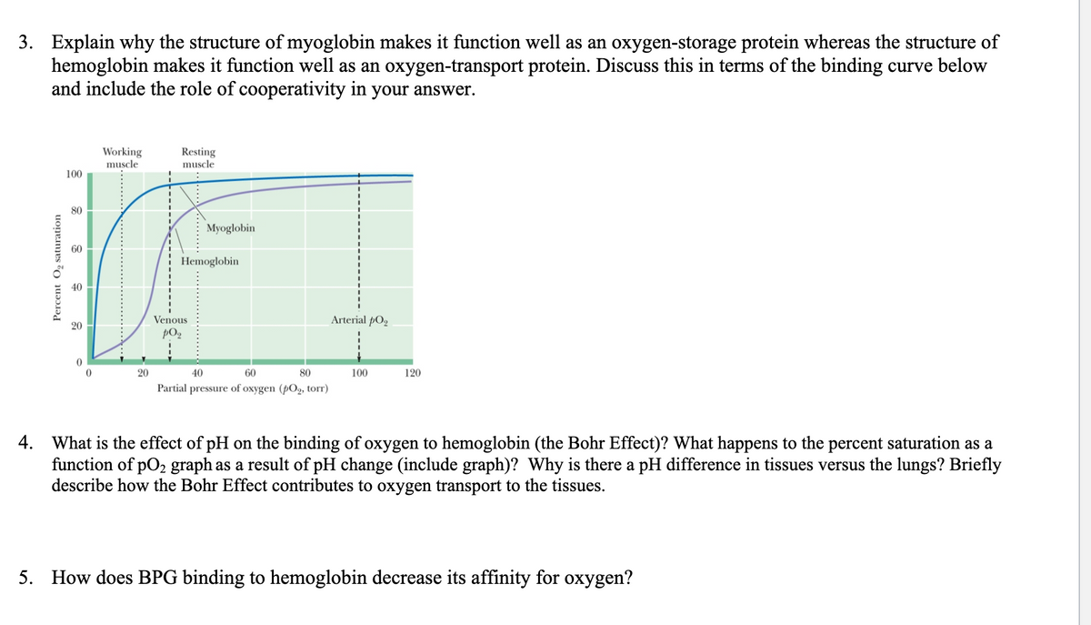 3. Explain why the structure of myoglobin makes it function well as an oxygen-storage protein whereas the structure of
hemoglobin makes it function well as an oxygen-transport protein. Discuss this in terms of the binding curve below
and include the role of cooperativity in your answer.
100
80
Percent O₂ saturation
8
60
20
Working
muscle
20
Resting
muscle
Myoglobin
Hemoglobin
Venous
po₂
60
40
80
Partial pressure of oxygen (pO₂, torr)
Arterial po
100
120
4. What is the effect of pH on the binding of oxygen to hemoglobin (the Bohr Effect)? What happens to the percent saturation as a
function of po2 graph as a result of pH change (include graph)? Why is there a pH difference in tissues versus the lungs? Briefly
describe how the Bohr Effect contributes to oxygen transport to the tissues.
5. How does BPG binding to hemoglobin decrease its affinity for oxygen?