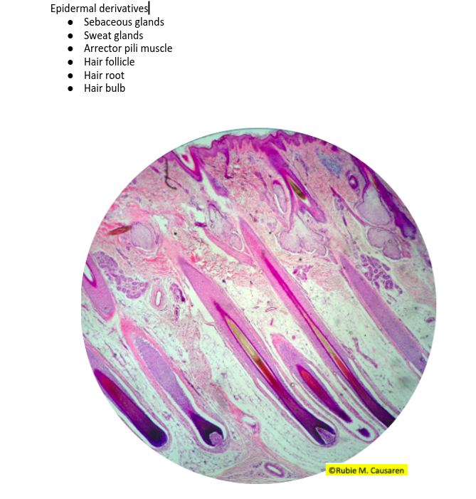 Epidermal derivatives
Sebaceous glands
Sweat glands
Arrector pili muscle
• Hair follicle
• Hair root
• Hair bulb
ORubie M. Causaren
