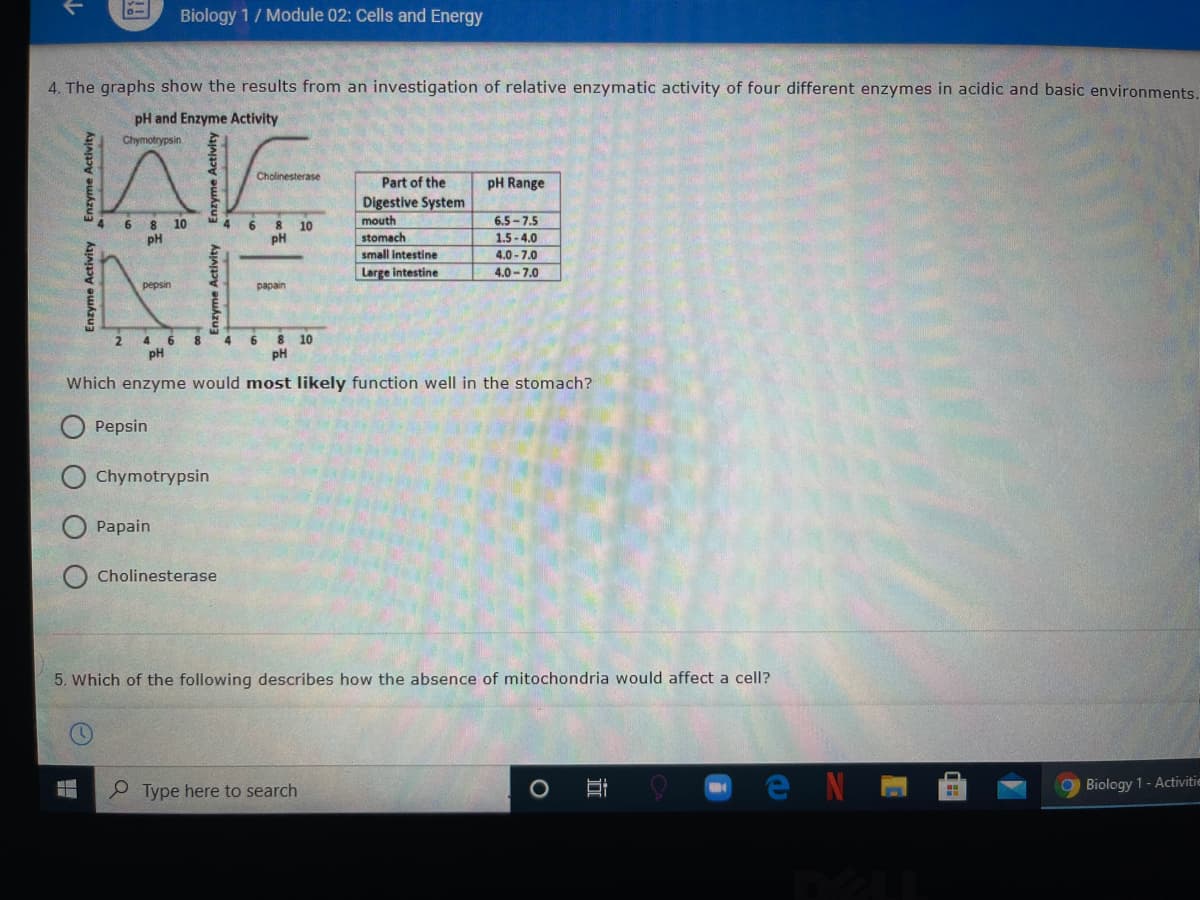 Biology 1/ Module 02: Cells and Energy
4. The graphs show the results from an investigation of relative enzymatic activity of four different enzymes in acidic and basic environments.
pH and Enzyme Activity
Chymotrypsin
Cholinesterase
Part of the
pH Range
Digestive System
mouth
6.5-7.5
6 8 10
pH
4
4
6
10
NE
pH
stomach
1.5 -4.0
small intestine
4.0 - 7.0
Large intestine
4.0 -7.0
pepsin
papain
4.
pH
8 10
pH
2.
6
8.
4
Which enzyme would most likely function well in the stomach?
Pepsin
Chymotrypsin
Раpain
Cholinesterase
5. Which of the following describes how the absence of mitochondria would affect a cell?
Type here to search
Biology 1- Activitie
оо
Enzyme Activity Enzyme Activity
Enzyme Activity
Enzyme Activity
