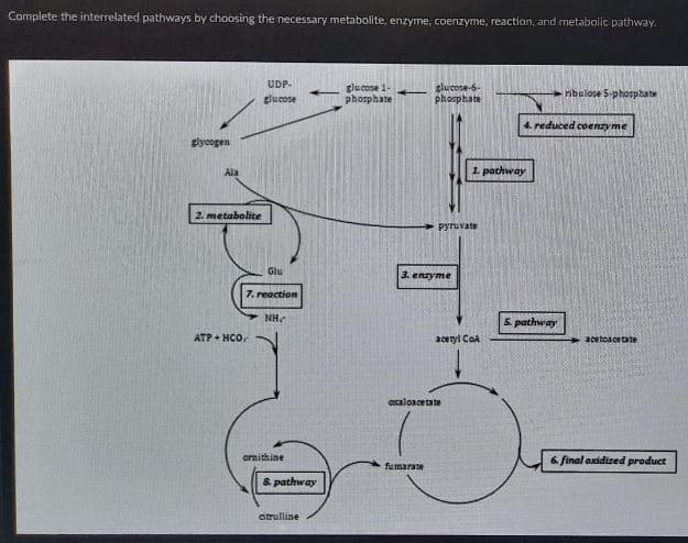 Complete the interrelated pathways by choosing the necessary metabolite, enzyme, coenzyme, reaction, and metabolic pathway.
UDP-
glucose 1-
phosphate
glucose-6-
phosphate
ribulose S-phosphate
glucose
4. reduced coenzyme
glycogen
Ala
1. pathway
2. metabolite
Pyruvate
Glu
3. enzyme
7. reaction
NH.
5. pathway
ATP + HCO.
acetyl CoA
+3cetcacetate
oxaloacetate
6 final oxidized product
fumarate
auraruuo
& pathway
citrulline
