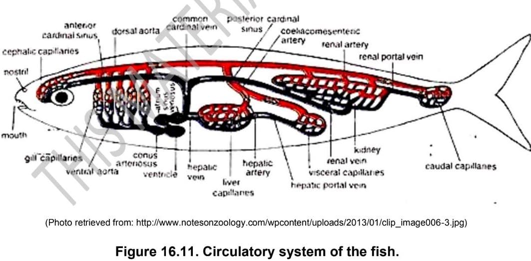 common
cardinal vein
pasterior cardinal
Sinus
anteror
coehacomesentenc
artery
dorsal aorta
cardhnai Sinus,
renal artery
cephalic capitliaries
renal portal vein
nostril
mouth
ksiney
renal vein
VIsceral capilares
gl capillaries
conus
artenosus
hepalic
artery
hepatic
caudal capillanes
ventral aorta
ventrclé
ven
liver
capillanes
hepatic portal vein
(Photo retrieved from: http://www.notesonzoology.com/wpcontent/uploads/2013/01/clip_image006-3.jpg)
Figure 16.11. Circulatory system of the fish.
Silus
