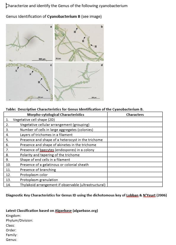 characterize and identify the Genus of the following cyanobacterium
Genus Identification of Cyanobacterium B (see image)
Table: Descriptive Characteristics for Genus Identification of the Cyanobacterium B.
Morpho-cytological Characteristics
Characters
1. Vegetative cell shape (2D)
2.
3.
4.
500 m
5.
6.
7.
8.
9.
10.
11.
12.
13.
14.
Vegetative cellular arrangement (grouping)
Number of cells in large aggregates (colonies)
Layers of trichomes in a filament
Class:
Order:
Family:
Genus:
Presence and shape of a heterocyst in the trichome
Presence and shape of akinetes in the trichome
Presence of baecytes (endospores) in a colony
Polarity and tapering of the trichome
Shape of end cells in a filament
Presence of a gelatinous or colonial sheath
Presence of branching
Protoplasm color
Protoplasm granulation
Thylakoid arrangement if observable (ultrastructural)
Diagnostic Key Characteristics for Genus ID using the dichotomous key of Lobban & N'Yeurt (2006)
Latest Classification based on Algaebase (algaebase.org)
Kingdom:
Phylum/Division: