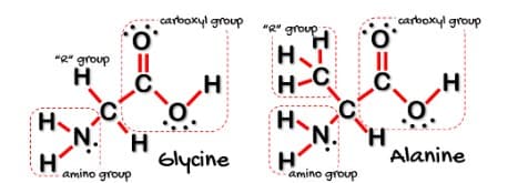 carboxyl group
"Q" group
carboxyl group
H.
"g* group
H
H-C
N.
H
N.
H.
Glycine
Alanine
amino group
amino group
II Í I
I I
