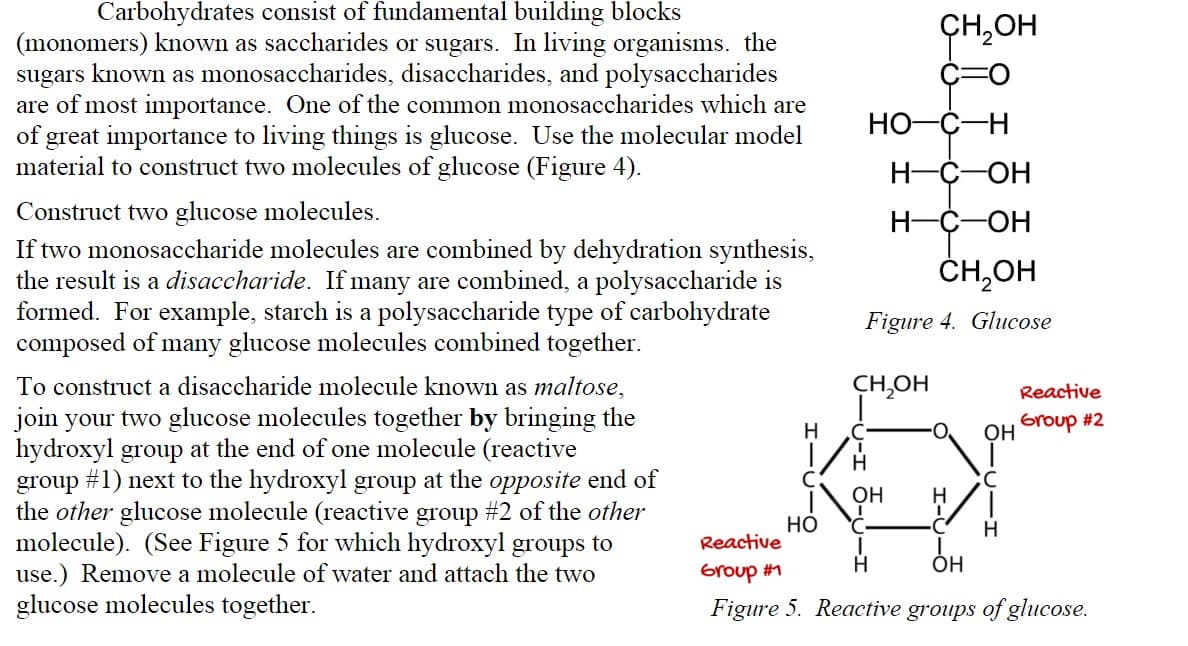 Carbohydrates consist of fundamental building blocks
(monomers) known as saccharides or sugars. In living organisms. the
sugars known as monosaccharides, disaccharides, and polysaccharides
are of most importance. One of the common monosaccharides which are
of great importance to living things is glucose. Use the molecular model
material to construct two molecules of glucose (Figure 4).
CH,OH
HO-C-H
H-C-OH
Construct two glucose molecules.
If two monosaccharide molecules are combined by dehydration synthesis,
the result is a disaccharide. If many are combined, a polysaccharide is
formed. For example, starch is a polysaccharide type of carbohydrate
composed of many glucose molecules combined together.
H-C-OH
ČH,OH
Figure 4. Glucose
CH,OH
To construct a disaccharide molecule known as maltose,
join your two glucose molecules together by bringing the
hydroxyl group at the end of one molecule (reactive
group #1) next to the hydroxyl group at the opposite end of
the other glucose molecule (reactive group #2 of the other
molecule). (See Figure 5 for which hydroxyl groups to
use.) Remove a molecule of water and attach the two
glucose molecules together.
Reactive
H
Group #2
OH
C
OH
H
но
Reactive
H
Group #1
OH
Figure 5. Reactive groups of glucose.
