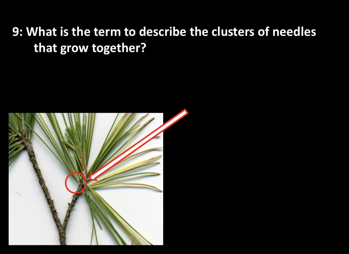 9: What is the term to describe the clusters of needles
that grow together?
