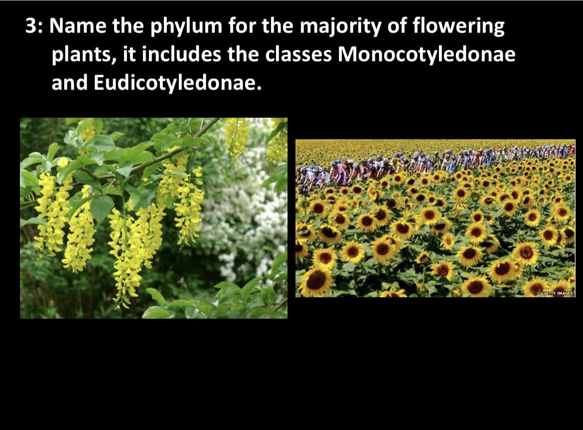 3: Name the phylum for the majority of flowering
plants, it includes the classes Monocotyledonae
and Eudicotyledonae.
CTY IMAGES
