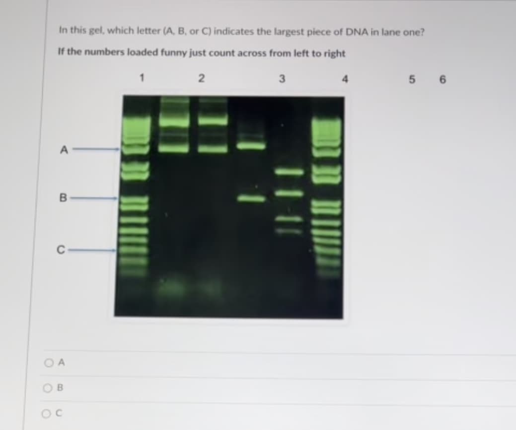 In this gel, which letter (A, B, or C) indicates the largest piece of DNA in lane one?
If the numbers loaded funny just count across from left to right
2
3
C
O A
O B
