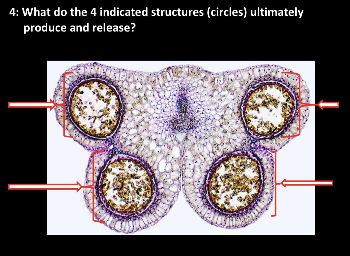 4: What do the 4 indicated structures (circles) ultimately
produce and release?
