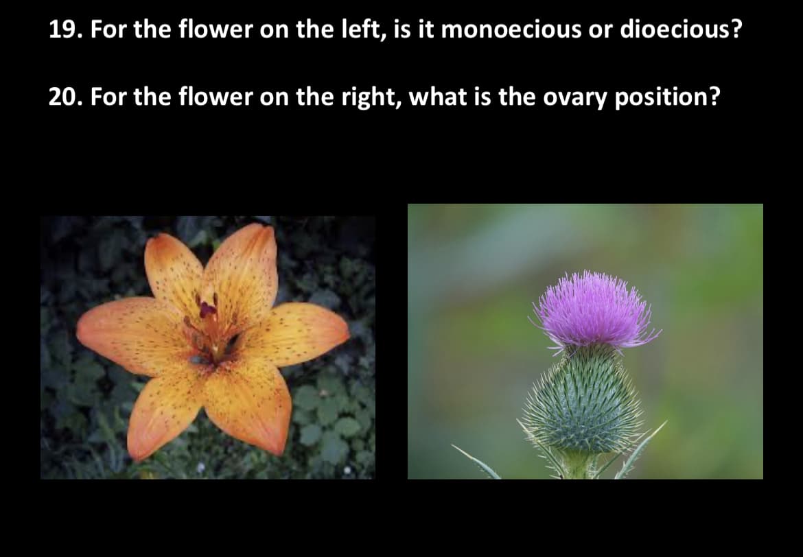 19. For the flower on the left, is it monoecious or dioecious?
20. For the flower on the right, what is the ovary position?
