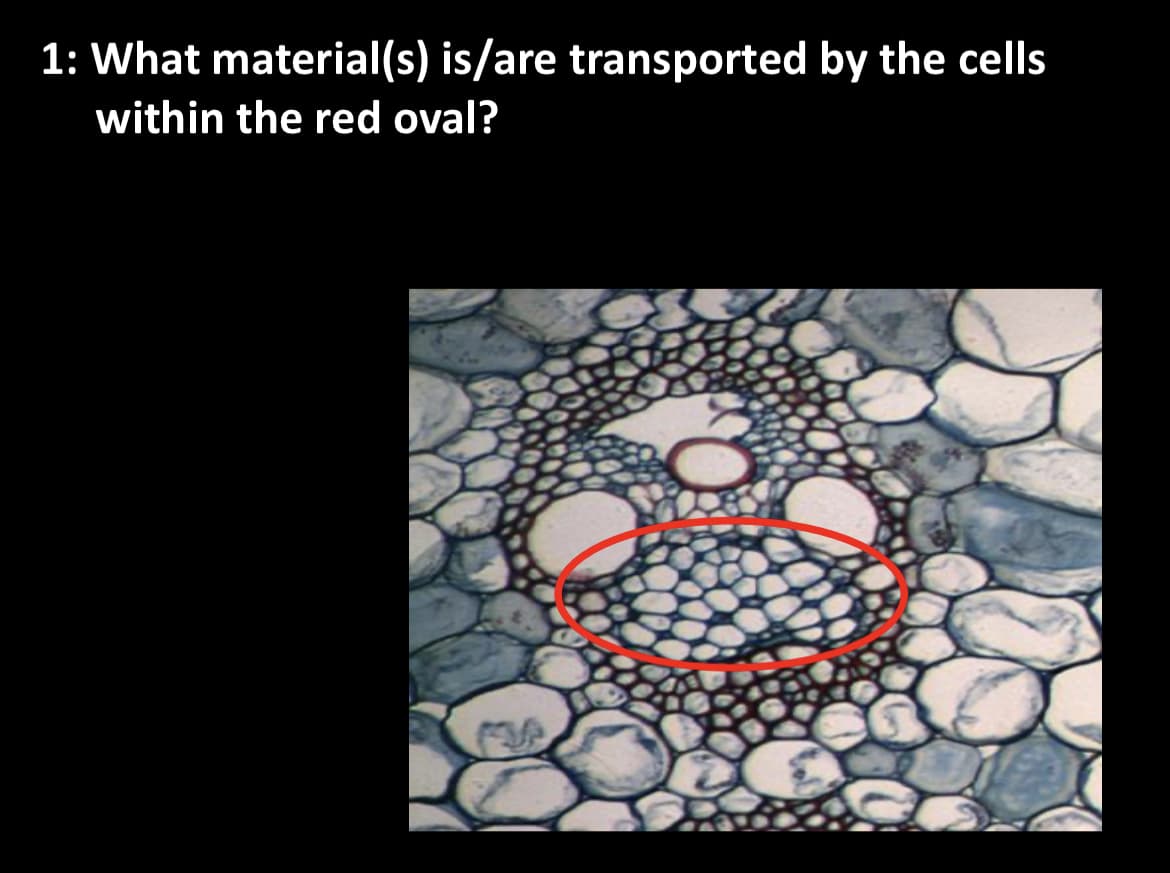 1: What material(s) is/are transported by the cells
within the red oval?
