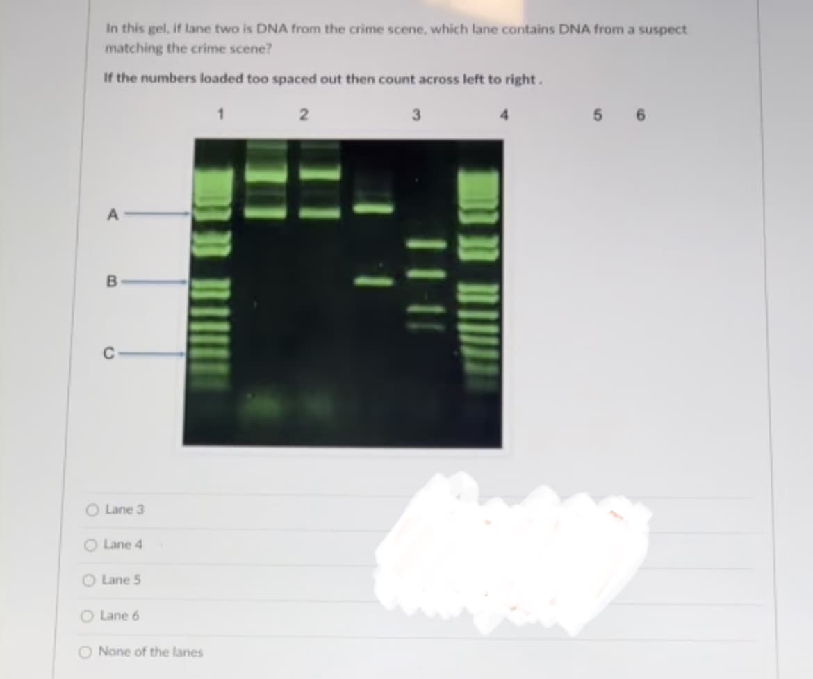 In this gel, if lane two is DNA from the crime scene, which lane contains DNA from a suspect
matching the crime scene?
If the numbers loaded too spaced out then count across left to right.
2
5 6
B
C
O Lane 3
O Lane 4
O Lane 5
O Lane 6
O None of the lanes
